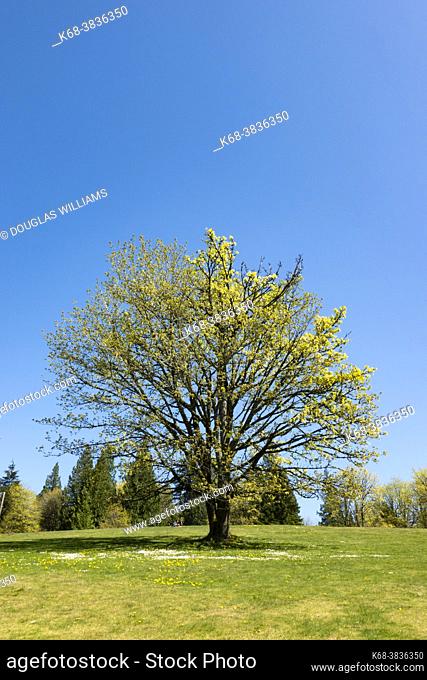 Tree at Simon Fraser University, Burnaby, BC, Canada
