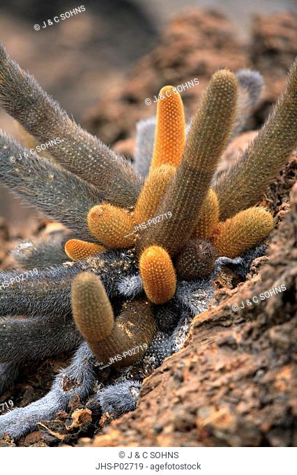 Lava Cactus, Spider Cactus, Brachycereus nesioticus, Galapagos Islands, Ecuador, blooming