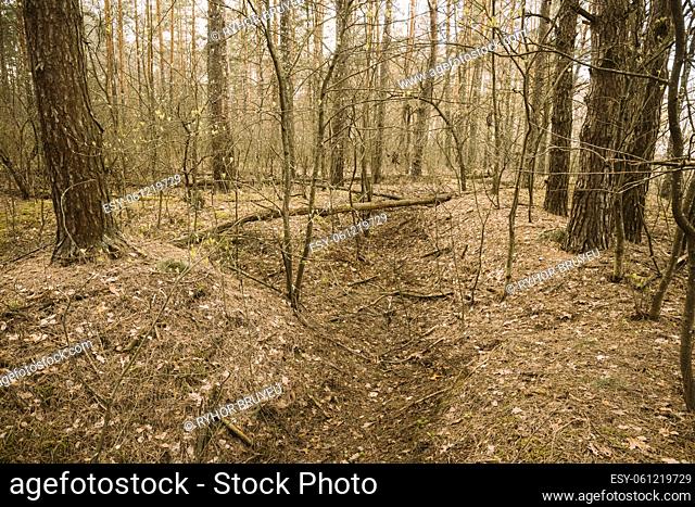 Old Abandoned World War II Trenches In Forest Since Second World War In Belarus. Early Spring or Autumn Season