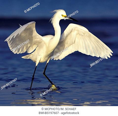 snowy egret (Egretta thula), standing in shallow water, flapping with wings, USA, Florida