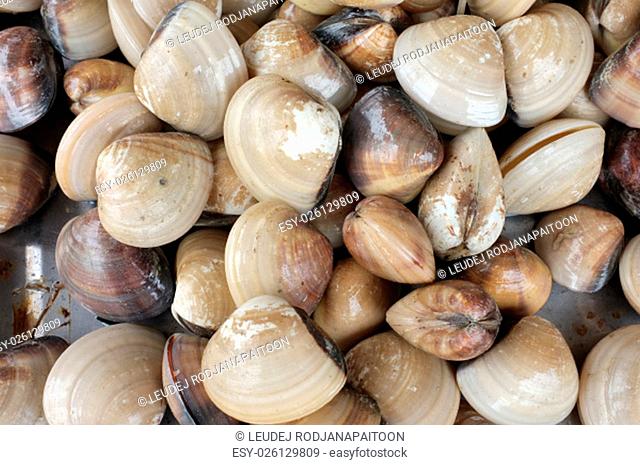 Raw and fresh clams