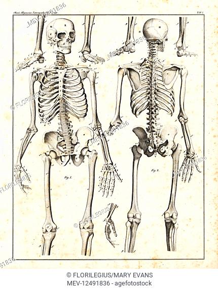 Anatomy of the human skeleton. Lithograph from Lorenz Oken's Universal Natural History, Allgemeine Naturgeschichte fur alle Stande, Stuttgart, 1839
