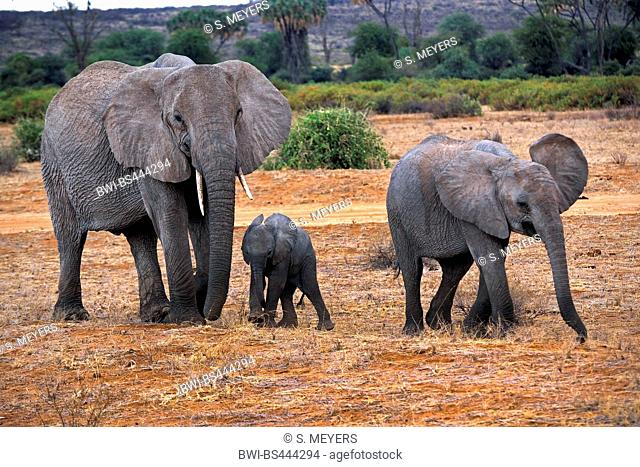 African elephant (Loxodonta africana), cow elephant with elephant calves in the savannah, side view, Kenya, Samburu National Reserve