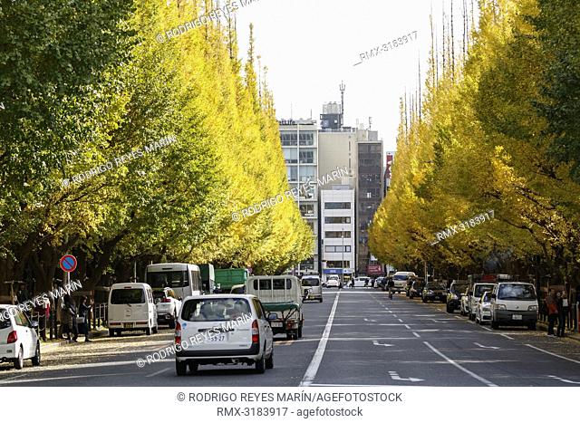 November 20, 2018, Tokyo, Japan - Cars run past the autumn leaves along the Jingu Gaien Ginkgo Avenue in Tokyo. Meiji Jingu Gaien is one of the most popular...