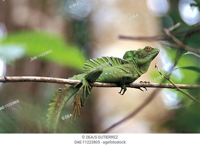 Zoology - Scaled reptiles - Plumed basilisk (Basiliscus plumifrons). Costa Rica, Cahuita National Park