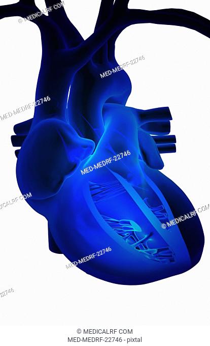 Sectional anatomy of the heart