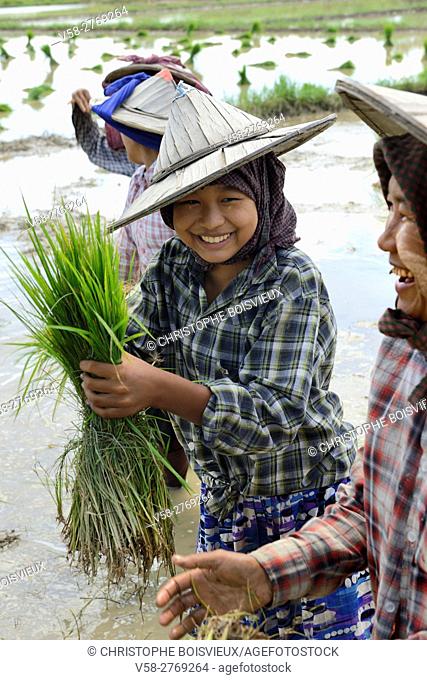 Myanmar, Kayin (Karen) State, Hpa-An region, Farmers transplanting rice