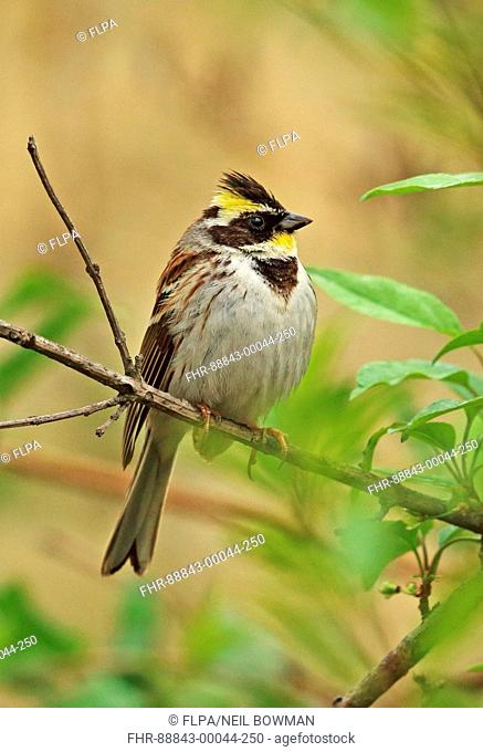 Yellow-throated Bunting (Emberiza elegans elegans) adult male perched on twig Beidaihe, Hebei, China  May 2016