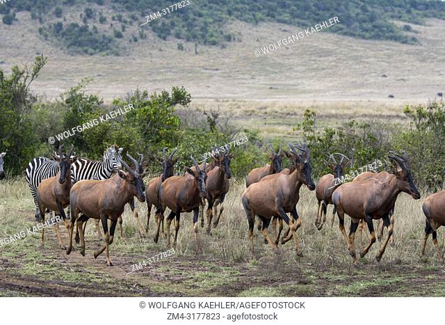 Topis (Damaliscus korrigum) and Plains zebras (Equus quagga, formerly Equus burchellii) also known as the common zebra, at the Mara River area in the Masai Mara...