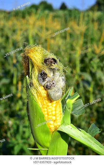 Corn smut (Ustilago maydis) is a fungus parasite of corn. Is an edible fungus highly valued in Mexico known as huitlacoche