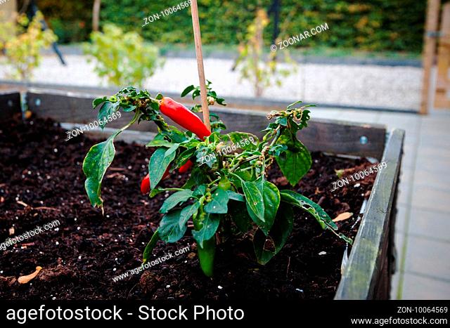 Red chili on a green plant in a private garden in the summer in the soil with other plants in the background