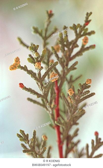 Monterey cypress Cupressus macrocarpa, twig with male flowers