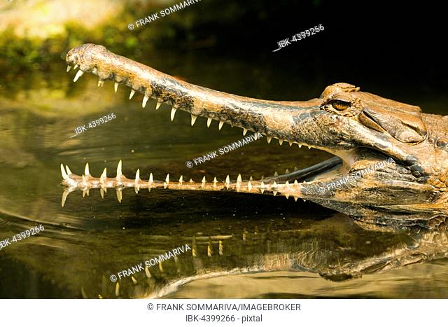 False gharial (Tomistoma schlegelii) with its mouth open, in the water, portrait, captive