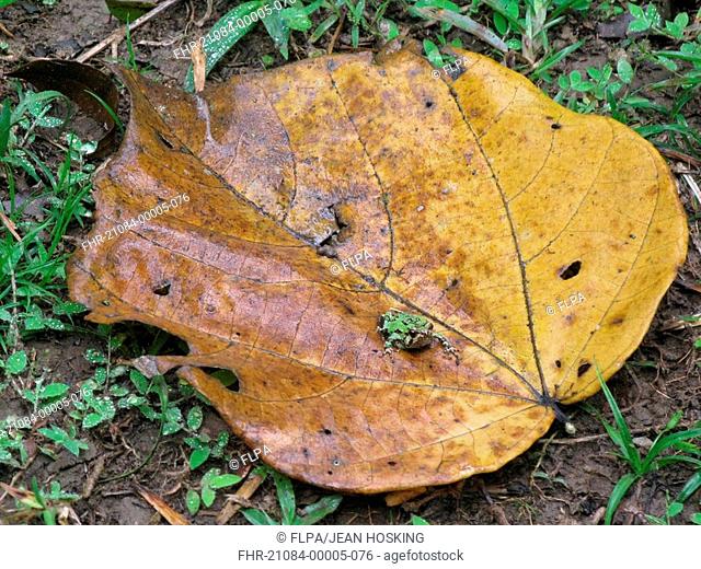 Marbled Burrowing Frog Scaphiophryne marmorata adult, sitting on fallen leaf, Andasibe, Toamasina Province, Madagascar