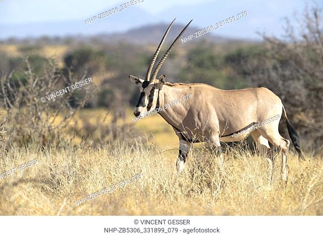 Oryx (Oryx beisa) walking, Samburu National Reserve, Kenya
