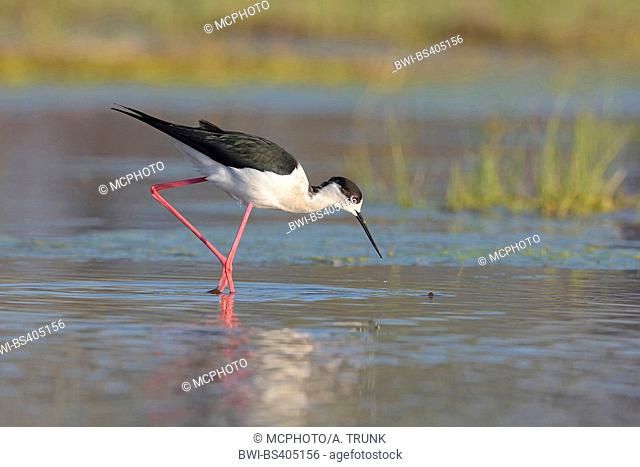 black-winged stilt (Himantopus himantopus), searching food in shallow water, side view, Austria, Burgenland, Neusiedler See National Park