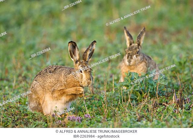 European Hares or Brown Hares (Lepus europaeus), Upper Austria, Austria, Europe