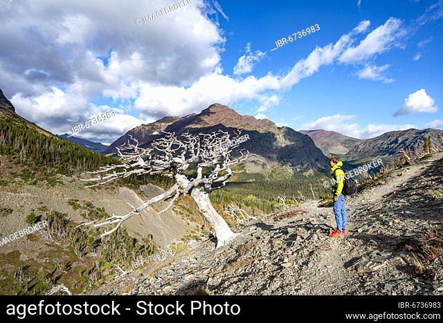 Hiker between dead trees, hiking trail to Scenic Point, Glacier National Park, Montana, USA, North America