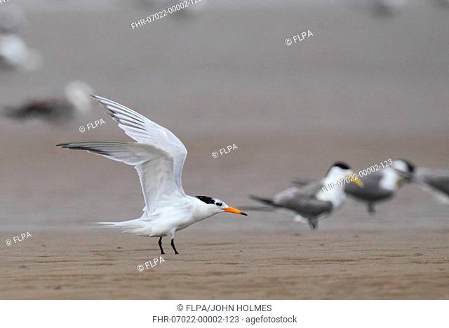 Chinese Crested Tern Thalasseus bernsteini adult, non-breeding plumage, landing on sandbank, with Great Crested Terns Sterna bergii standing in background
