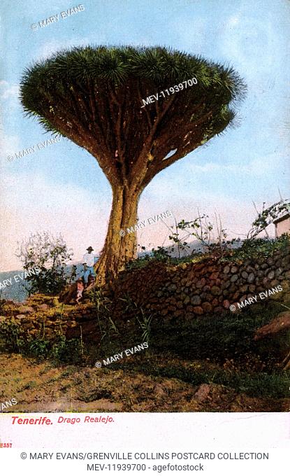 Los Realejos, Tenerife, Spain - Dragon Tree. Dracaena draco, the Canary Islands dragon tree or drago, is a subtropical tree-like plant in the genus Dracaena