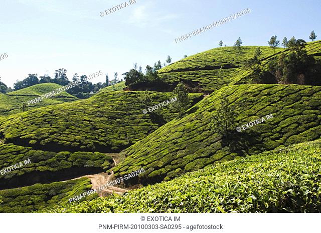 Tea plantation, Munnar, Idukki, Kerala, India