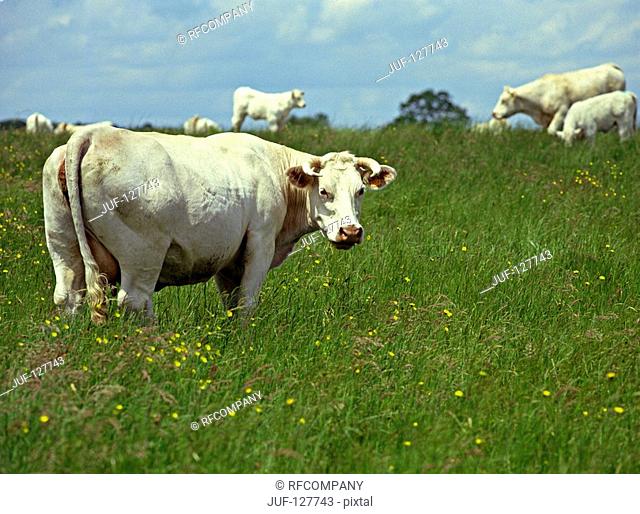 Charolais cattle - on meadow