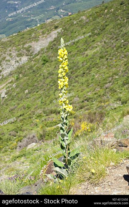 Common mullein (Verbascum thapsus) is a biennial medicinal plant native to Eurasia and northern Africa. This photo was taken in Montseny Biosphere Reserve