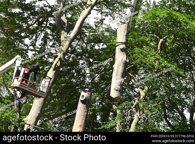 10 June 2020, Mecklenburg-Western Pomerania, Zinnowitz: On the Vineta Festival site, a beech tree is felled at the Vineta stage by an employee of the company...