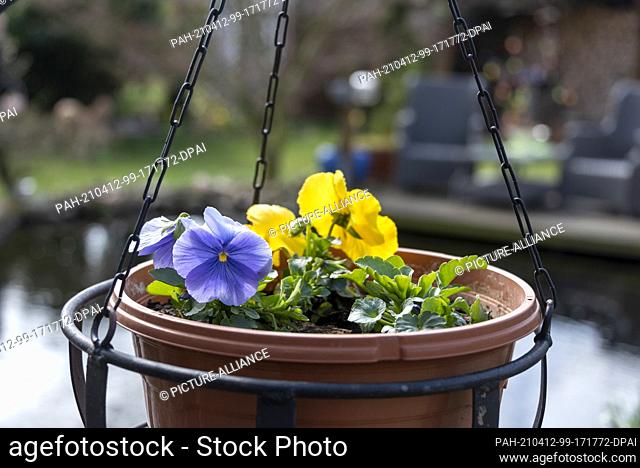 04 April 2021, Saxony-Anhalt, Wolmirstedt: Pansies bloom in a plant dish. Photo: Stephan Schulz/dpa-Zentralbild/ZB. - Wolmirstedt/Saxony-Anhalt/Germany