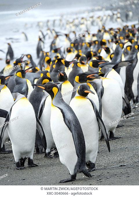 King Penguin (Aptenodytes patagonicus) on the island of South Georgia, the rookery on Salisbury Plain in the Bay of Isles. Adults coming ashore