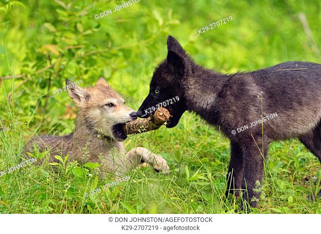 Gray wolf (Canis lupus} captive raised- cubs at play, Minnesota Wildlife Connection, Sandstone, Minnesota, USA