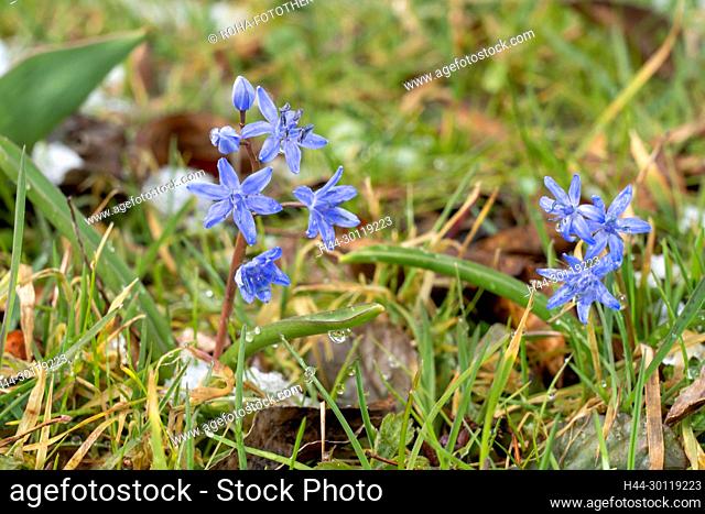 der Blaustern - im Volksmund Josefsblümchen genannt - Zweiblättrige Blaustern (Scilla bifolia) im Frühjahr es hat nochmal geschneit