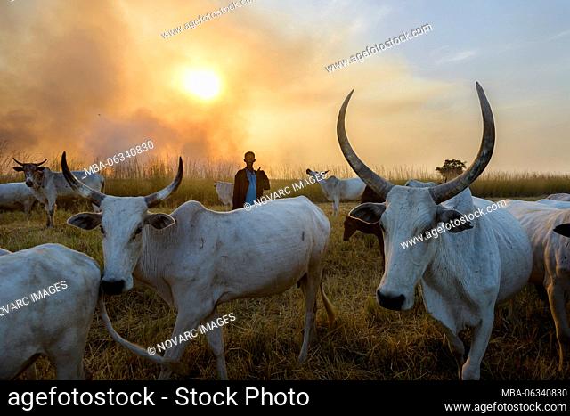 Shepherds of northern Ghana, herding their cattle during a fire, Ghana