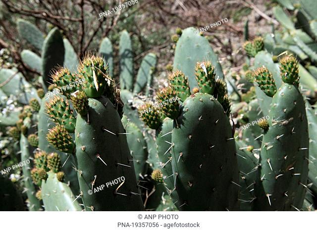 pricklypear Opuntia ficus-barbarica - La Gomera, Canary Islands, Spain, Europe