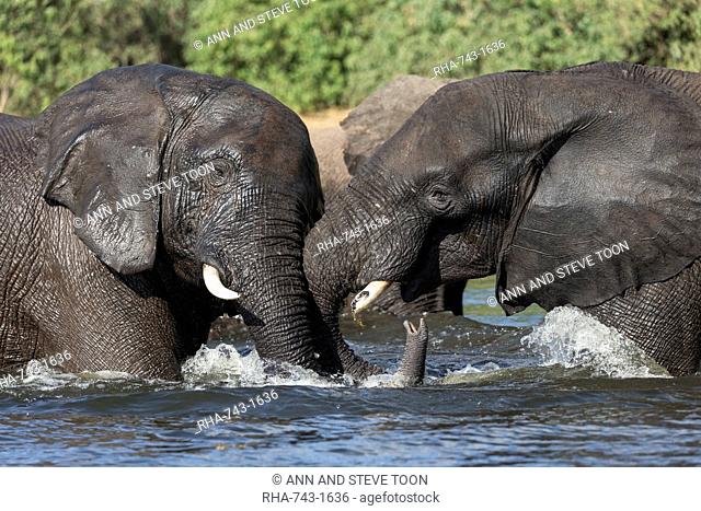 Elephants (Loxodonta africana) playfighting in Chobe River, Chobe National Park, Botswana, Africa