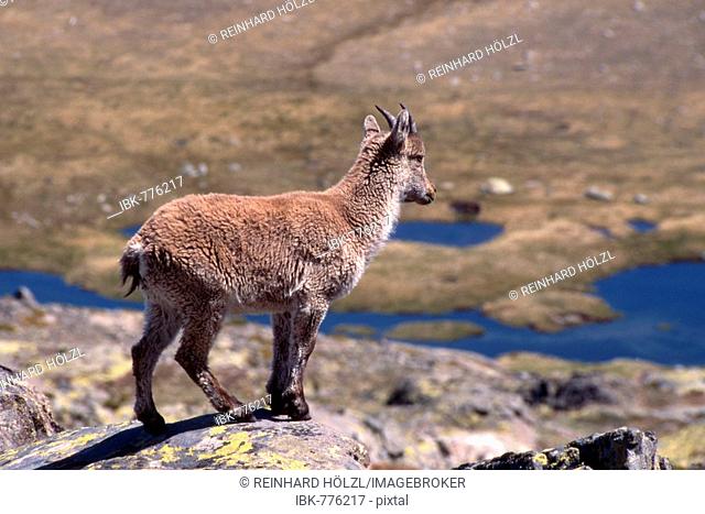 Iberian Ibex or Spanish Wild Goat (Capra pyrenaica), Sierra de Gredos, Gredos Range, Spain, Europe