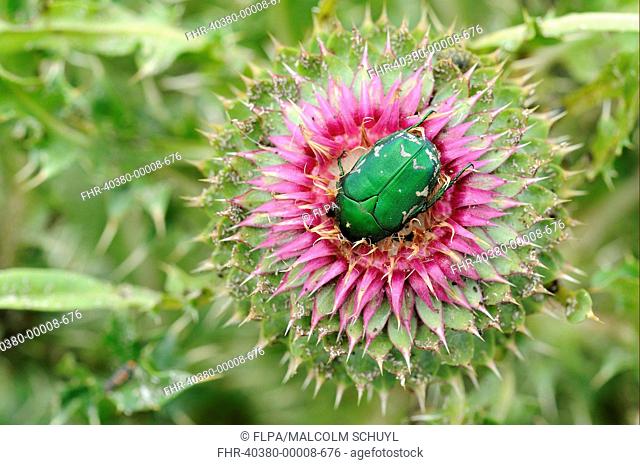 Rose chafer Cetonia aurata adult, resting in Musk Thistle Carduus nutans flower, Bulgaria, may