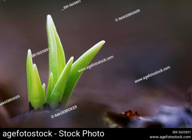 Endymion hyacinth (Hyacinthus) non-scriptus, Scilla non-scripta nonscripta, Atlantic bluebell (Hyacinthoides), English bluebell, lily family