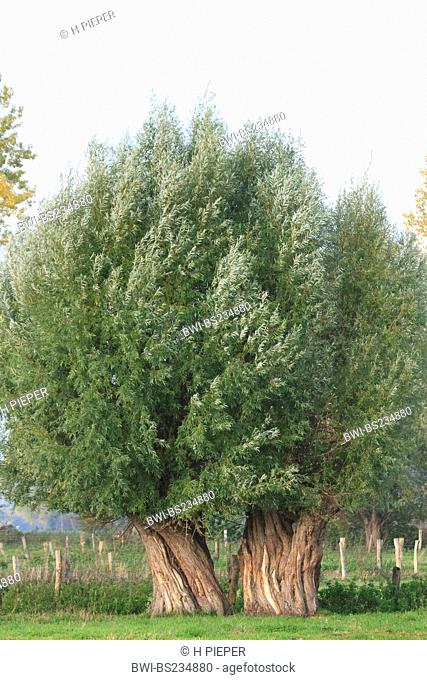 white willow Salix alba, two fully grown pollarded willows standing closely beside each other, Germany