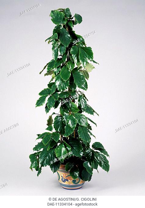 Chestnut vine, lizard plant (Tetrastigma voinierianum), Vitaceae