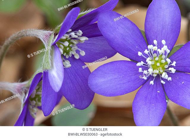 hepatica liverleaf, American liverwort Hepatica nobilis, detail of blossom, Germany, Mecklenburg-Western Pomerania