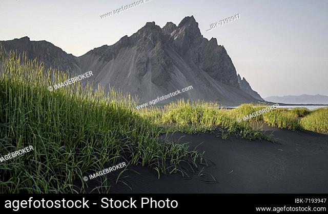 Black lava beach, sandy beach, dunes with dry grass, Stokksnes headland, Klifatindur mountain range, Austurland, East Iceland, Iceland, Europe