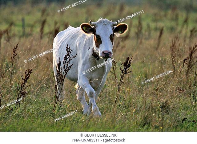 Cow Bos domesticus - Cortenoever, IJsseluiterwaarden, Brummen, Guelders, The Netherlands, Holland, Europe