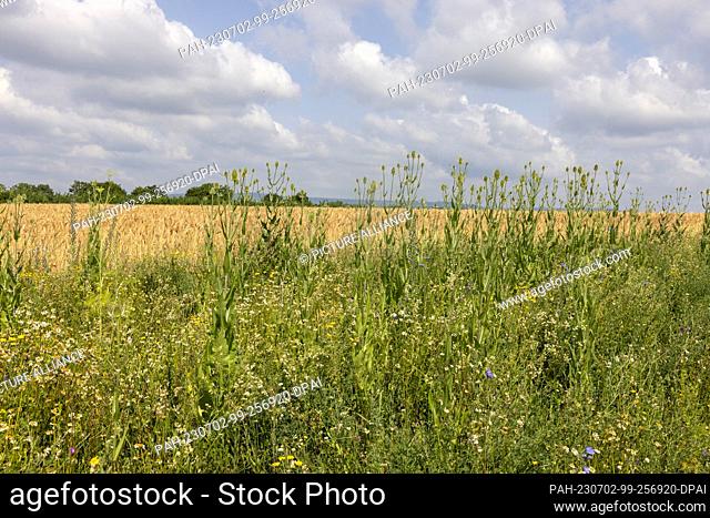 PRODUCTION - 23 June 2023, Rhineland-Palatinate, Heidesheim: A flowering strip can be seen on Tobias Diehl's farmland - planted with a robust clover mixture...