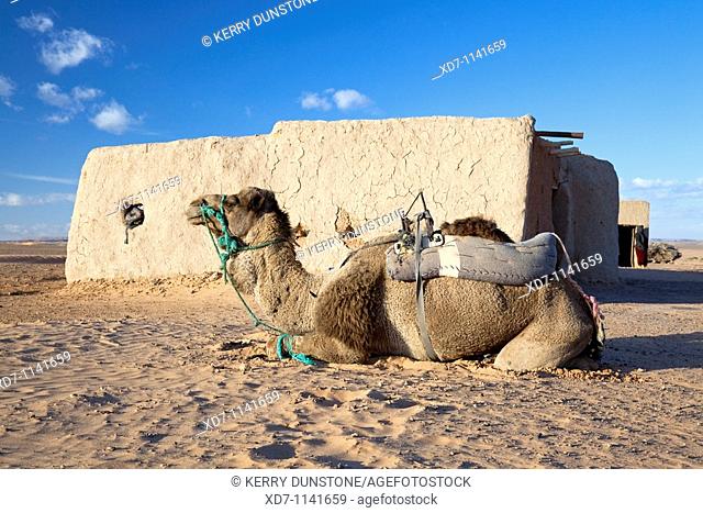 Morocco Erfoud Erg Chebbi Black Desert Village with Dromedary (Arabian Camel)