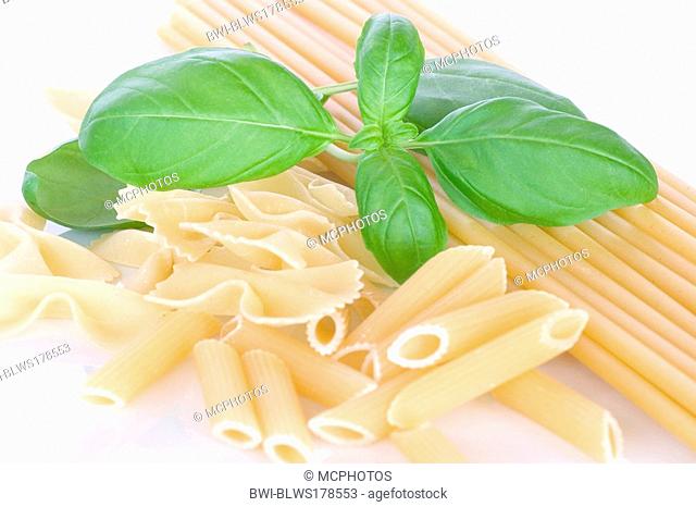 sweet basil Ocimum basilicum, noodles with sweet basil