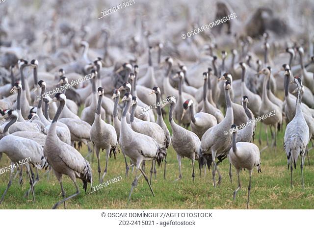 Common Cranes (Grus grus) flock feeding at Agamon Hula. Hula Valley. Israel