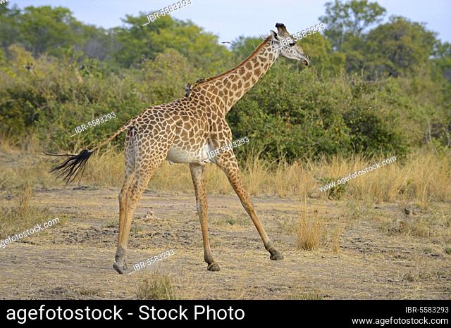 Thornicroft's Giraffe (Giraffa camelopardalis thornicrofti) immature male, running, South Luangwa N. P. Zambia