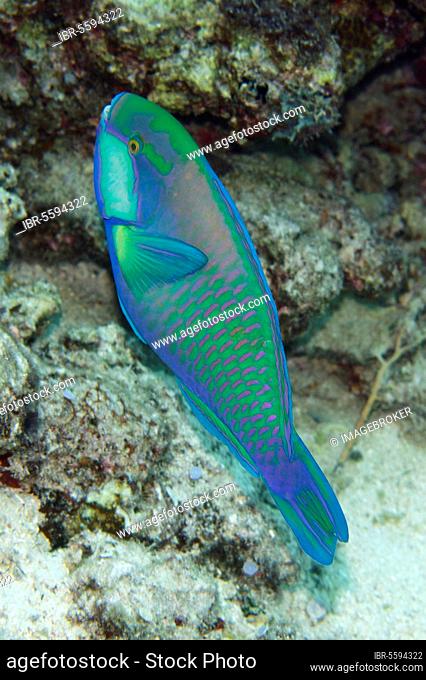 Bleeker's bleeker's parrotfish (Chlorurus bleekeri) adult, swimming, Sebayor Kecil, between Komodo and Flores Islands, Komodo N. P