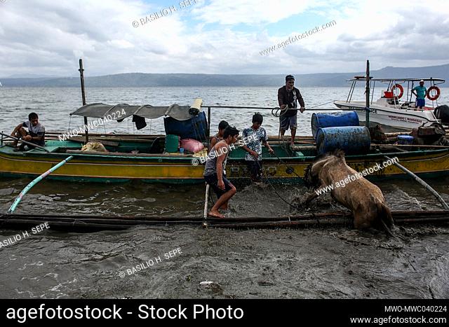 People rescue animals from across the lake as Taal volcano continues to spew ash and smoke In Balete, Batangas province south of Manila